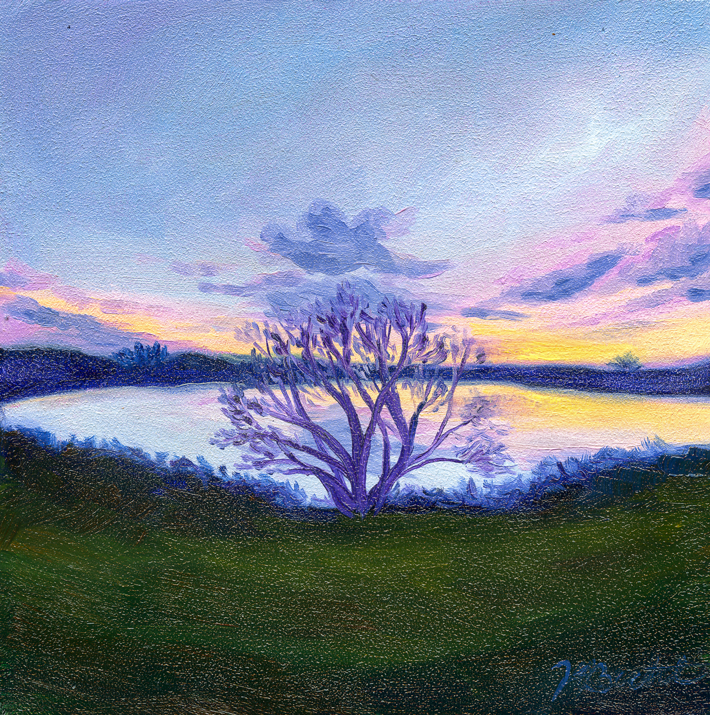 Trees of Tallahassee #5
