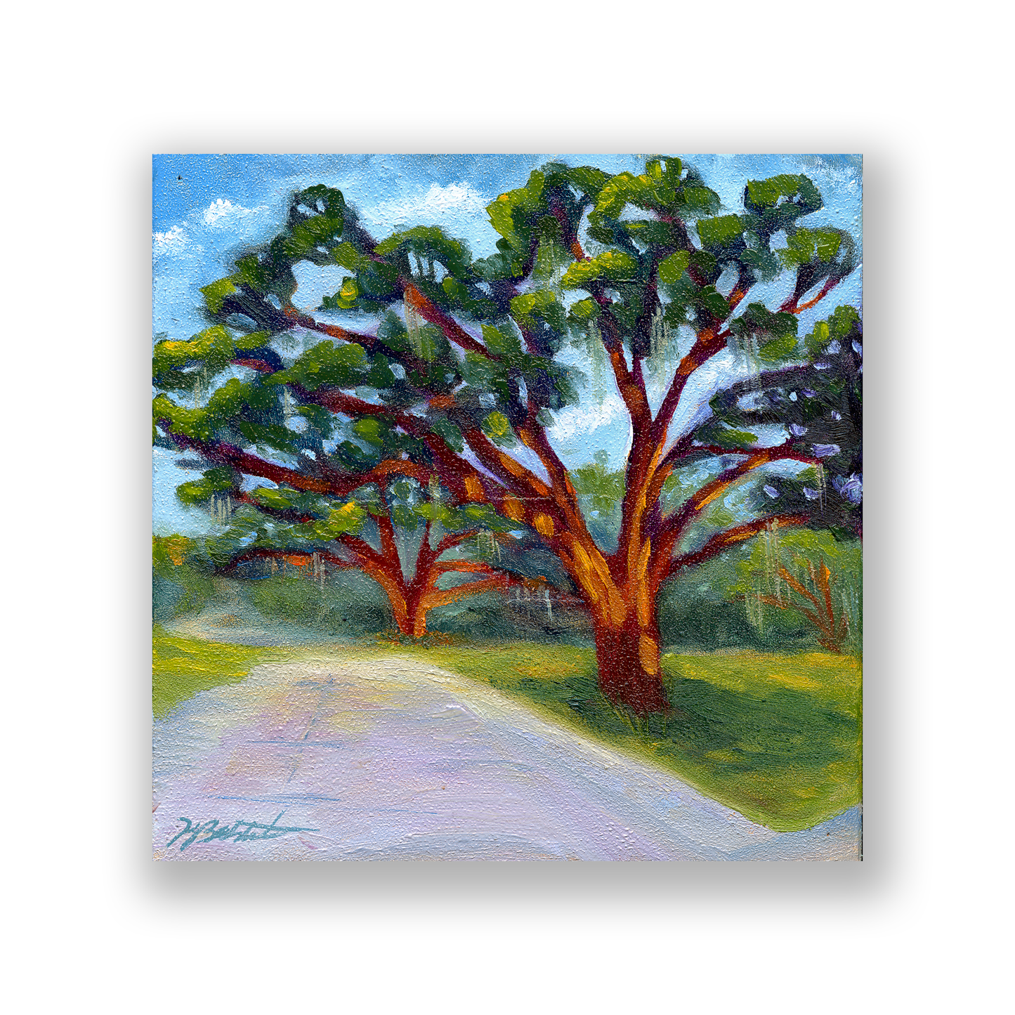 Trees of Tallahassee #2